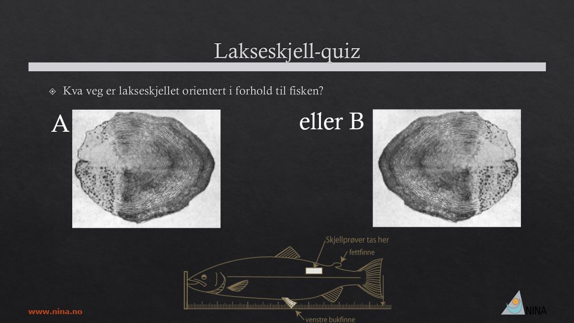 Hvilken vei er lakseskjellet orientert i forhold til fisken? A eller B? Fra Bolstads foredrag på Villakskonferansen 2023.