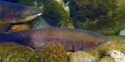 Status of wild Atlantic salmon in Norway 2025