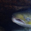 Foto: Ulrich Pulg