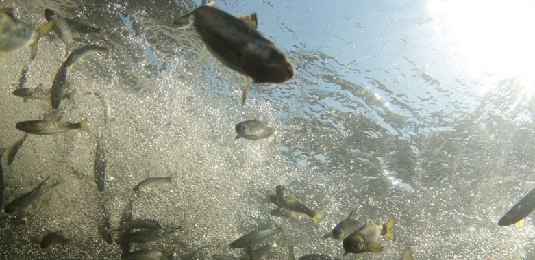 Vitenskapsrådet fraråder fiskeutsettinger
