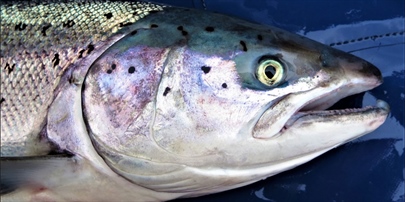 Status of wild Atlantic salmon in Norway 2022