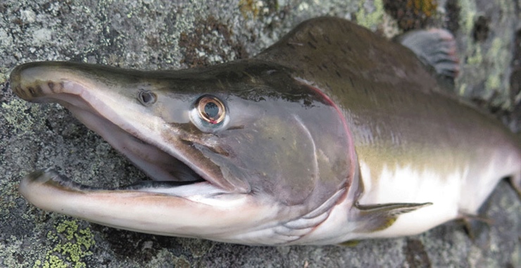 Er det mulig å fiske pukkellaks i sjøen uten for store negative effekter på laks, sjøørret og sjørøye?