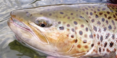 Threats to sea trout in Norway