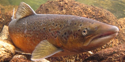 Status of wild Atlantic salmon in Norway 2019